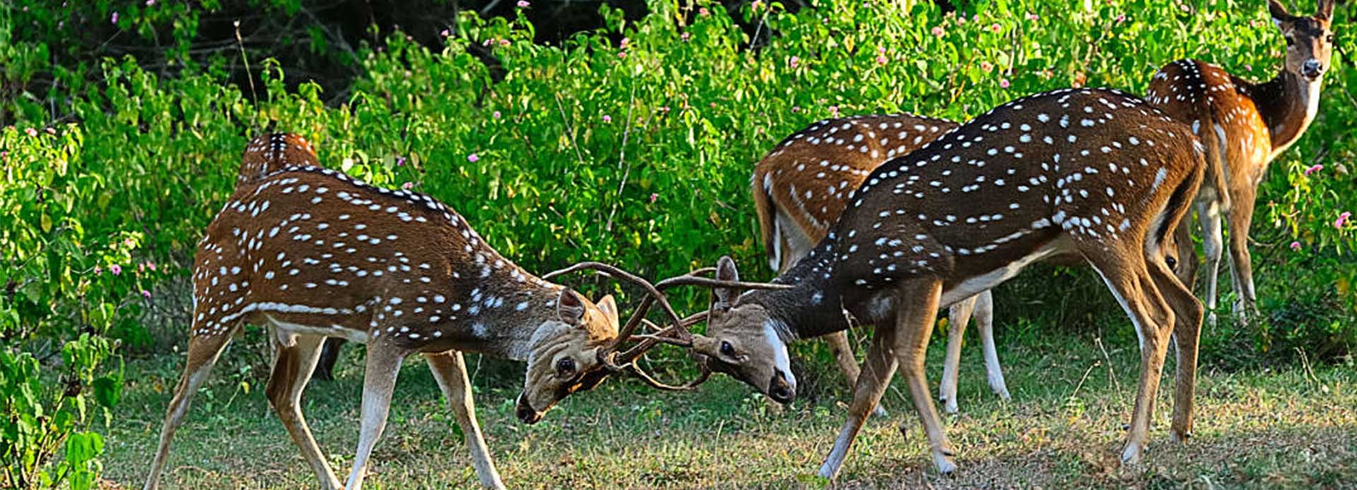 cocotours